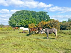 Images for Chapel Lane, Sway, Lymington, SO41