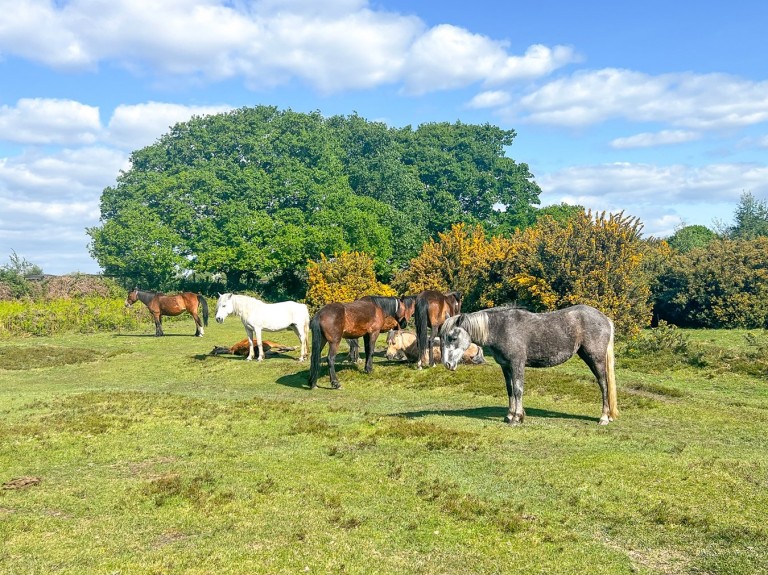 Images for Chapel Lane, Sway, Lymington, SO41