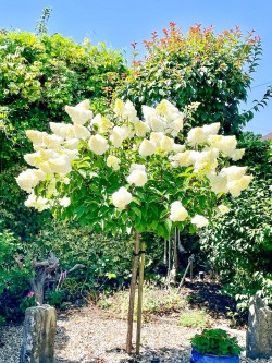 Images for Westfield Road, Lymington, SO41