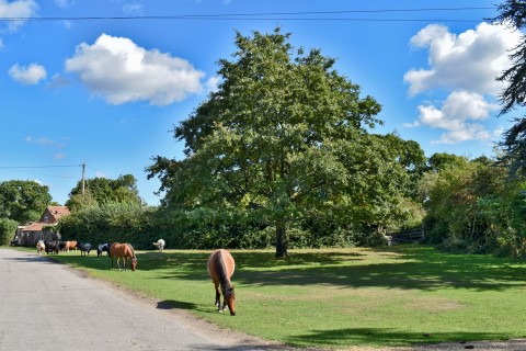 Click the photo for more details of Pilley Green, Pilley, Lymington, SO41