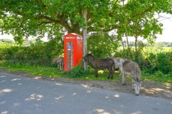 Images for Fritham, Lyndhurst, SO43