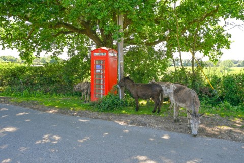Click the photo for more details of Fritham, Lyndhurst, SO43