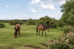 Images for Brockenhurst, SO42