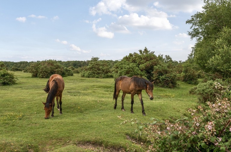 Images for Brockenhurst, SO42