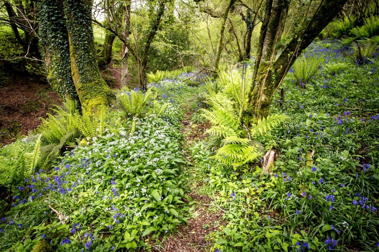 Images for Combe Martin