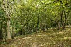 Images for Parsons Hill, Porlock, Minehead