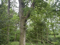 Images for Brithem Bottom, Cullompton