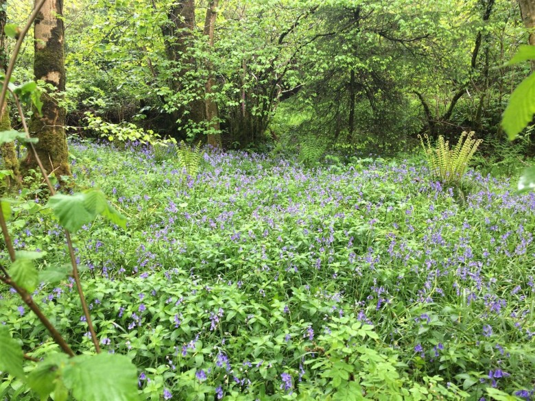 Click the photo for more details of Buckland Filleigh, Beaworthy