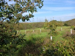 Images for Woodbury, Bude