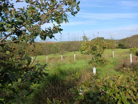 Click the photo for more details of Woodbury, Bude