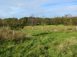 Images for Woodbury, Bude