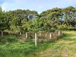 Images for Woodbury, Bude