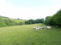 Images for Exford, Minehead