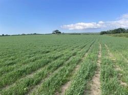 Images for Chulmleigh