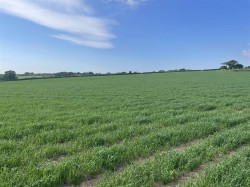 Images for Chulmleigh