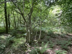 Images for High Bickington, Umberleigh