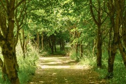 Images for Tregony
