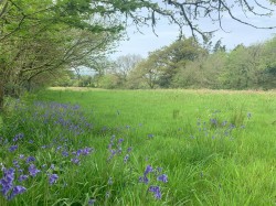 Images for Bridestowe