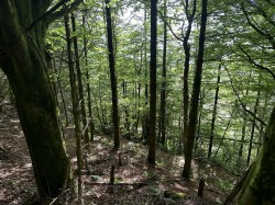 Images for Hembury Hill, Broadhembury, Honiton