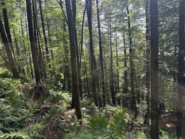 Images for Hembury Hill, Broadhembury, Honiton