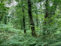 Images for Dulverton