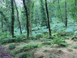 Images for Dulverton