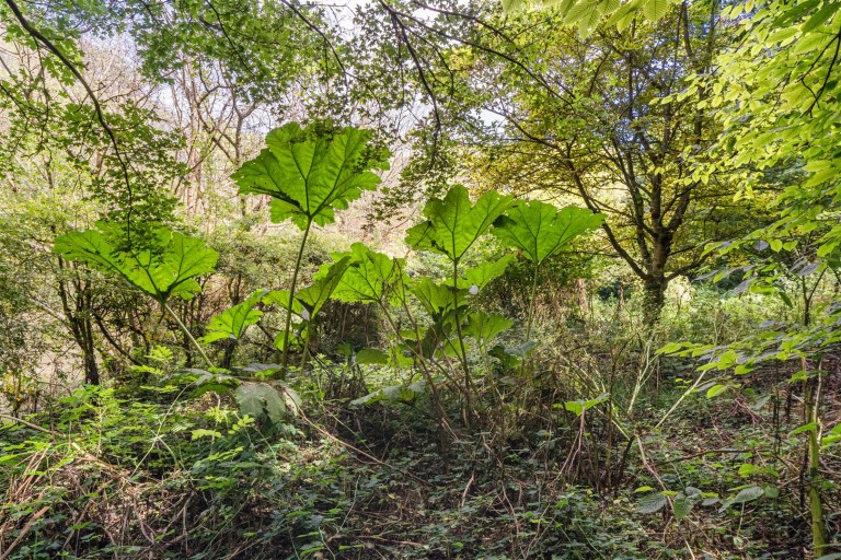 Images for Freshwater Bay, Isle of Wight