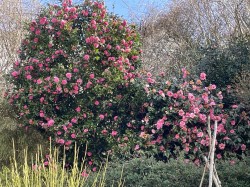 Images for Looe, Cornwall