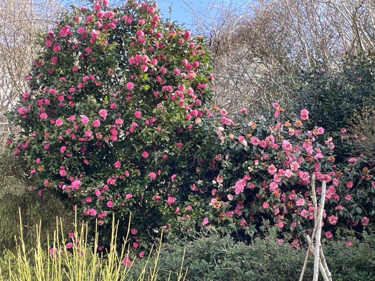 Images for Looe, Cornwall