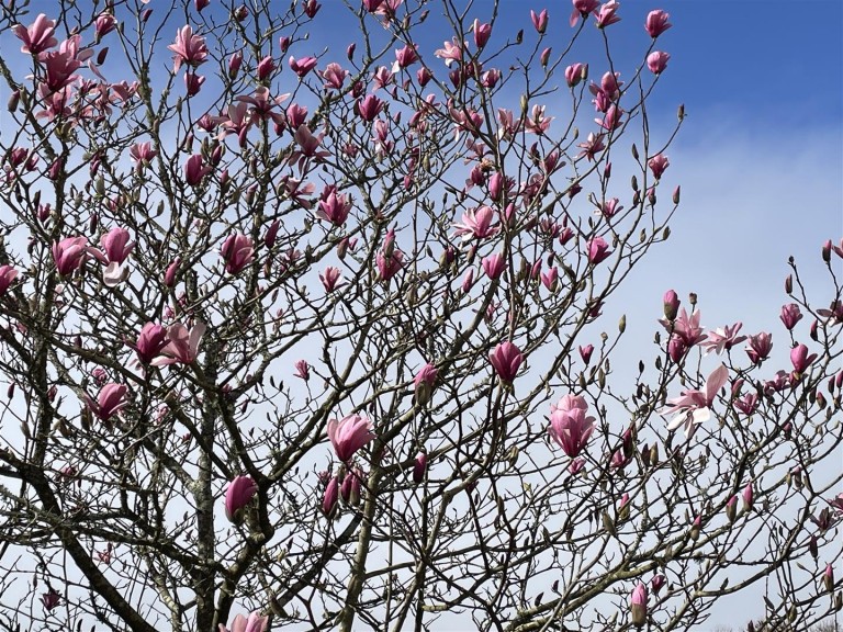 Images for Looe, Cornwall