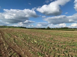Images for Coldridge, Tiverton