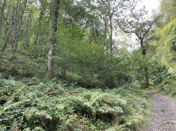 Images for Porlock, Minehead