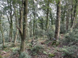 Images for Porlock, Minehead