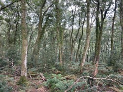 Images for Porlock, Minehead