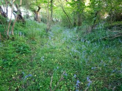 Images for Petrockstow, Okehampton