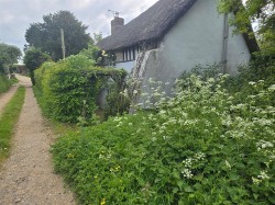 Images for Thorncombe