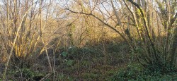 Images for Bere Ferrers
