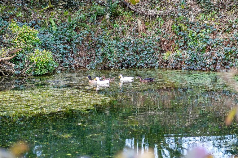 Images for Smeatharpe, Honiton