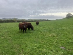Images for Hadspen, Castle Cary, Somerset