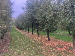 Images for Hadspen, Castle Cary, Somerset