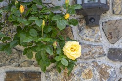 Images for Coryton, Lyd Valley, Devon