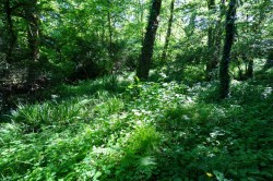 Images for St. Dominick, Saltash