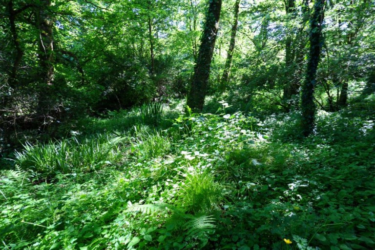 Images for St. Dominick, Saltash