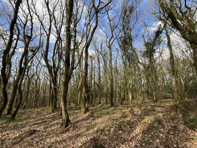 Images for Washford Pyne