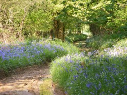 Images for Hammoon, Sturminster Newton