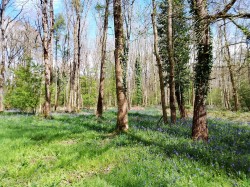 Images for Hammoon, Sturminster Newton