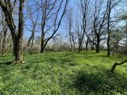 Images for Hammoon, Sturminster Newton