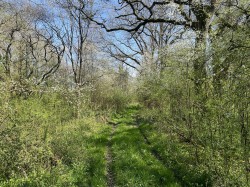 Images for Hammoon, Sturminster Newton