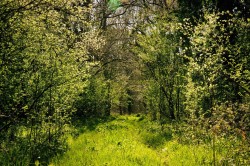 Images for Hammoon, Sturminster Newton