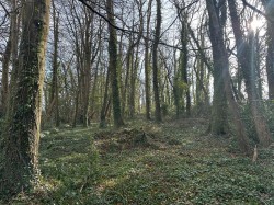 Images for Timber Hill, Lyme Regis